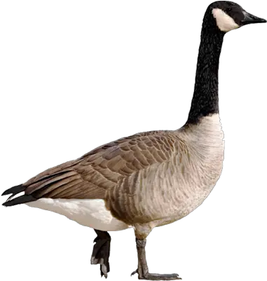 Picture Goose Png Goose Transparent