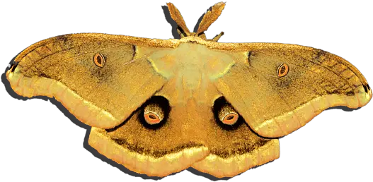 Male Moth Yellow Png Baby Onesie Polilla Png Moth Png