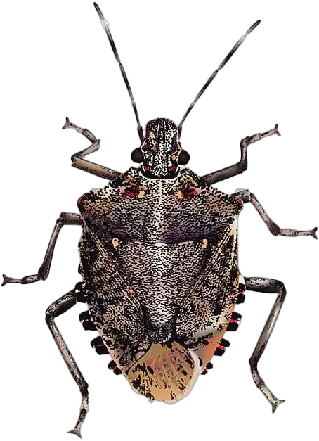 True Bug Png Transparent Images Halyomorpha Halys Bugs Png