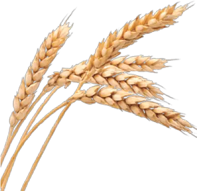 Png Background Transparent Transparent Background Wheat Png Wheat Transparent