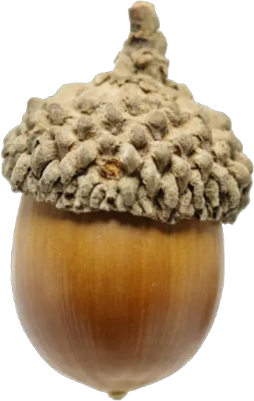 The Oak Vessel Fruit D Automne Gland Png Acorn Png