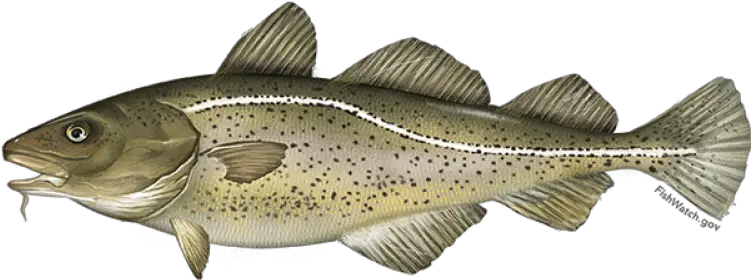 Atlantic Cod Png U0026 Free Codpng Transparent Images Atlantic Cod Cod Png