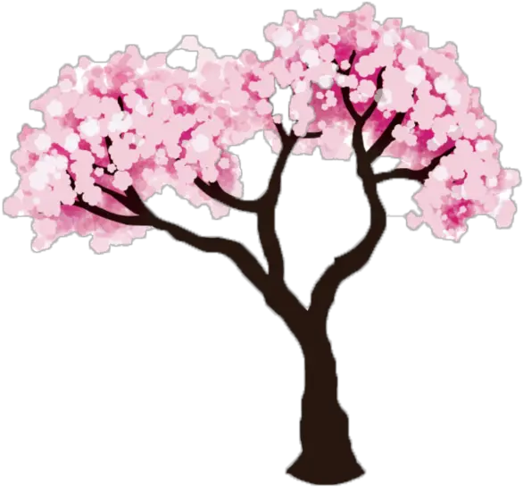 Easy Cherry Blossom Tree Clipart Easy Cherry Tree Drawing Png Cherry Blossom Tree Png