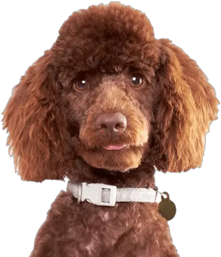 Poodle Png File Dog Poodle Png