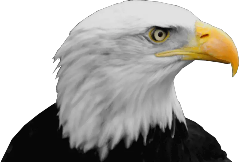 Eagle Png 25 Image Download Vector Bald Eagle Png Head Spread Eagle Icon