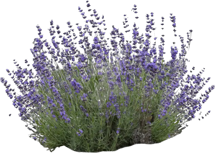 Mexican Bush Sage Transparent Lavender Bush White Background Png Flower Bush Png