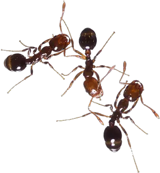 Download Ant Free Png Transparent Image And Clipart Ant Species In Bangladesh Ant Transparent Background