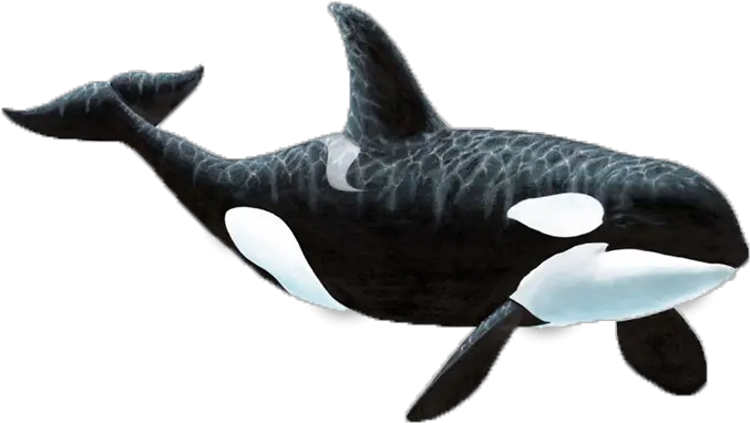 Orca Transparent Killer Whale Png Killer Whale Png