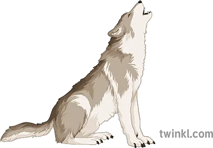 Wolf Howling General Animal Wild Fairytale Secondary Twinkl Wolf Png Wolf Howl Icon