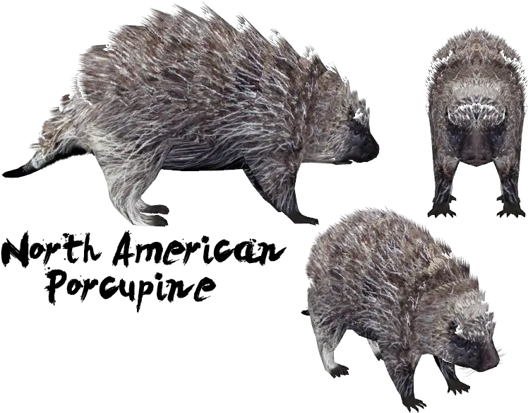 Download Hd The Alpha Channels Of My North American Fondo Per Italiano Png Porcupine Png