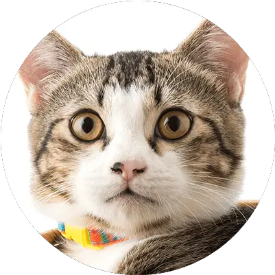 Couch Potato Pets Cat Collar Png Cat Toy Icon