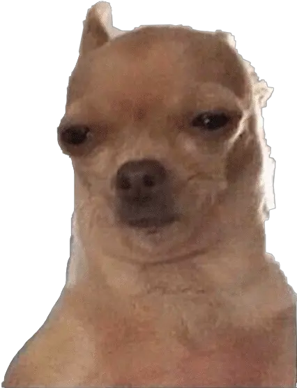 Dog Meme Memedog Dogmeme Doge Freetoedit Dog Meme Png Doge Transparent Background