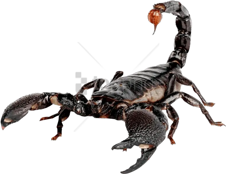 Free Png Scorpion Images Transparent Transparent Scorpion Transparent Mortal Kombat Scorpion Png
