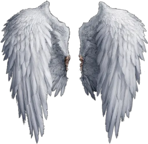 Download Wings Free Png Transparent Realistic Angel Wings Png Bird Wings Png