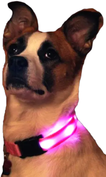 Nite Beams Led Usb Rechargeable Dog Collar Martingale Png Dog Collar Png