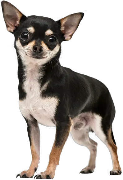 Chihuahua Tote Bag Chihuahua Sticker Png Chihuahua Png