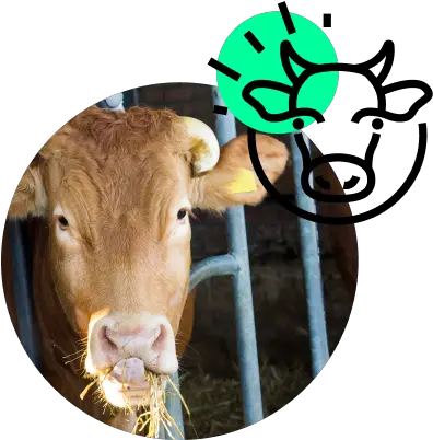 Mosa Meat Cow Png Cow Head Icon