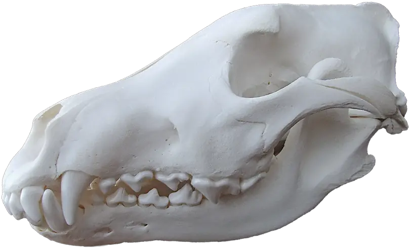 Wolf Skull Png Image With No Background Wolf Skull Png Real Wolf Skull Png