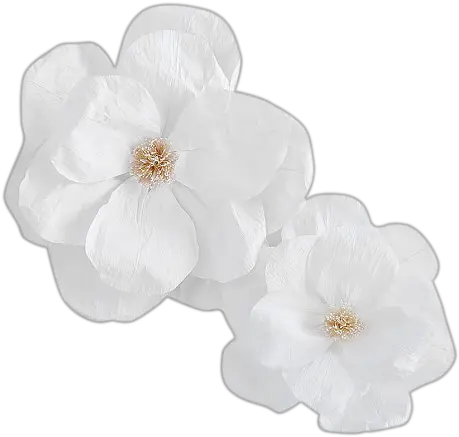 Jumbo Crepe White Paper Flowers Set Of White Crepe Paper Flower Png Paper Flower Png