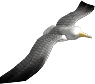 Seagull Friend Roblox Wiki Fandom Seagulls Roblox Png Seagull Icon