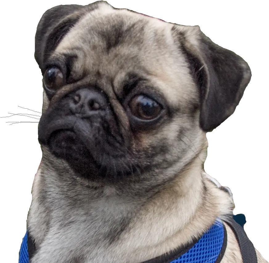 Download Minecraft Curseforge Pug Full Size Png Image Portable Network Graphics Pug Png