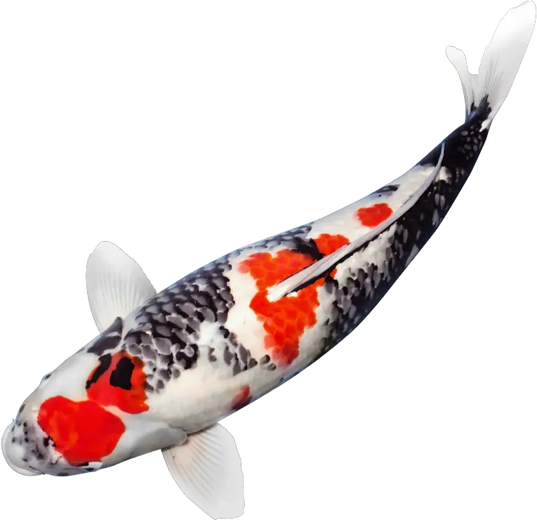 Japanese Koi Fish Png Image Japanese Koi Fish Transparent Koi Fish Png