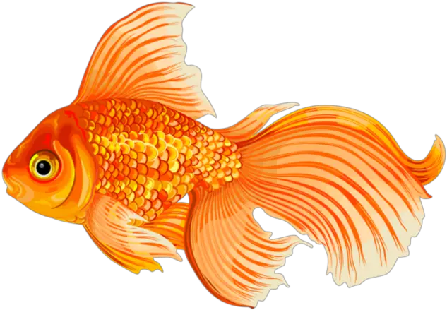 Goldfish Png User Saksham 0 Molly Fish Clip Art Goldfish Png
