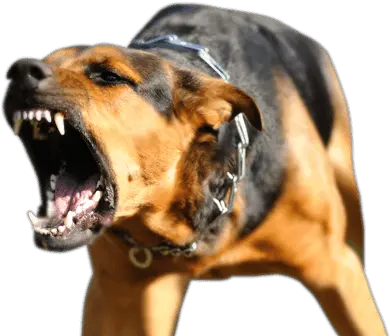 Animal Bites Png Transparent D Un Chien Agressif Bite Png