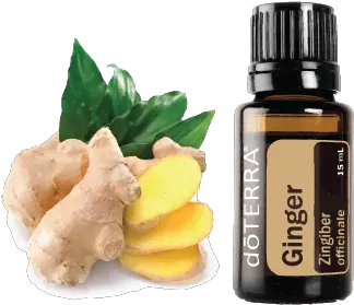 Ginger U2013 Essential Oils And Yoga Ginger Doterra Png Ginger Png