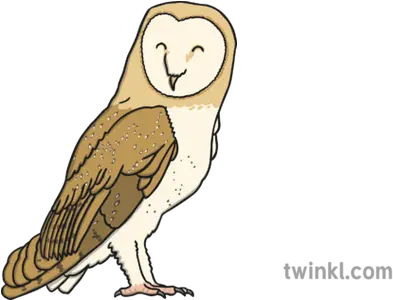 Barn Owl Illustration Barn Owl Twinkl Png Barn Owl Png