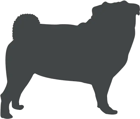 Bulldog Silhouette Posing Transparent Png U0026 Svg Vector File Pug Bulldog Transparent Background
