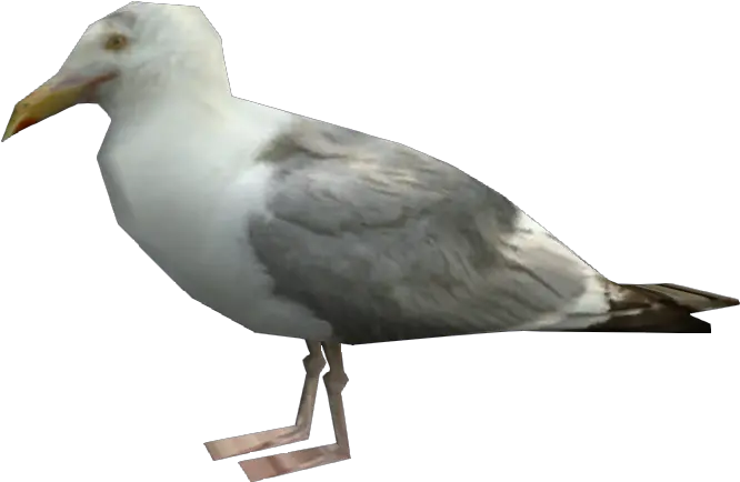 Download Seagull Png Gta V Seagull Png Image With Gta Seagull Seagull Png