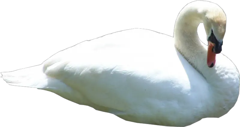 Swan Swimming Png Photo 950 Free Png Download Image Swan Png Swimming Png