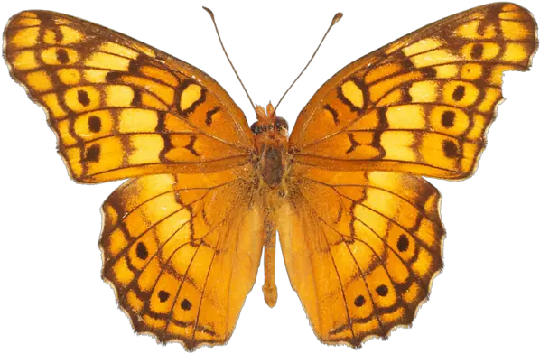 Yellow Butterfly Png Transparent Background Yellow Butterfly Png Yellow Butterfly Png