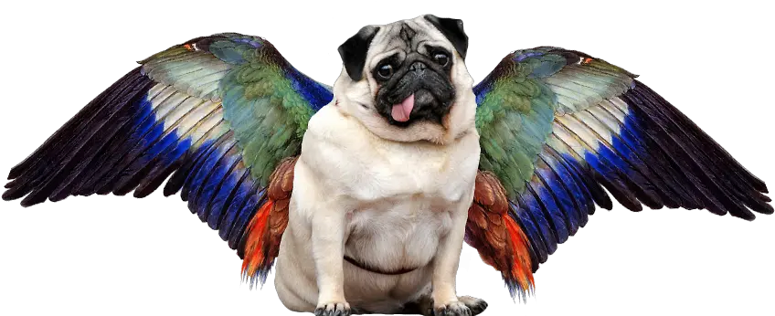 Transparent Pugs Flying Dog No Background Png Pug Transparent Background