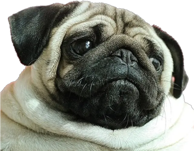 Image About Pink In Geezy Png Emoji Overlays By Transparent Discord Dog Emoji Pug Transparent Background