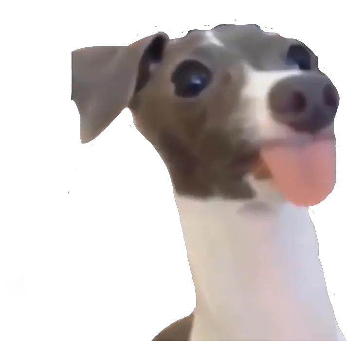Dog Vine Funny Meme Yeet Dog Meme Transparent Png Funny Dog Png
