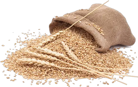 Organic Wheat Wheat Images Hd Png Flour Png