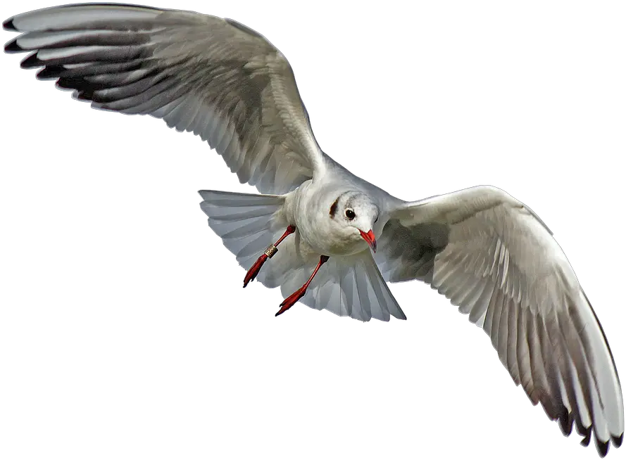 Flying Seagull Bird Png Transparent One Bird Flying Png Fly Transparent Background
