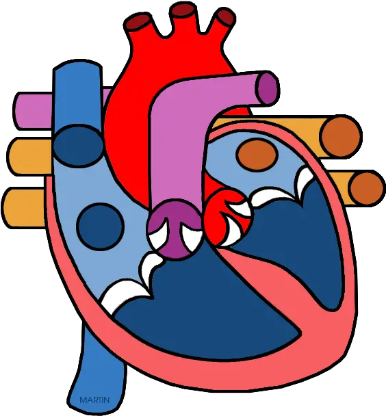 Real Human Heart Clipahuman Png Heart Circulatory System Png Human Heart Png