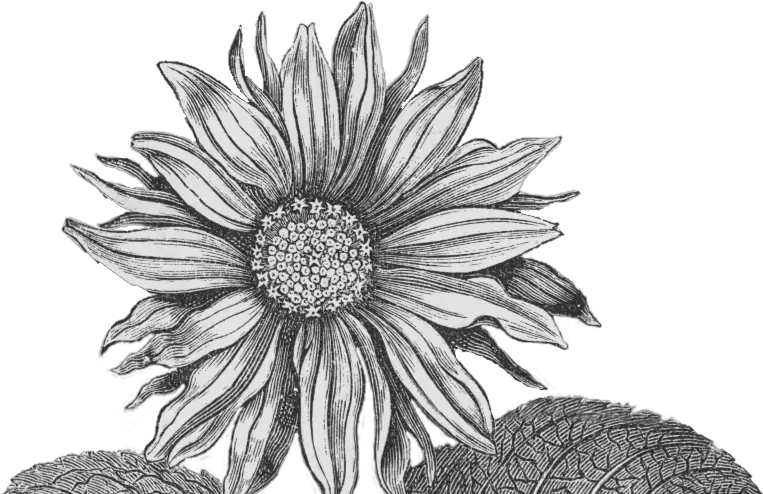 Paperesse Vintage Sunflower Png Imageu2014friday Freebie Transparent Sunflower Png Black And White Sunflower Transparent Background