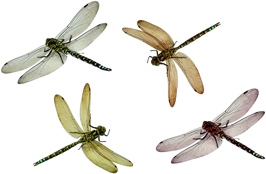 Dragonfly Png Transparent Dragonflypng Images Pluspng Dragon Fly Png Fly Png