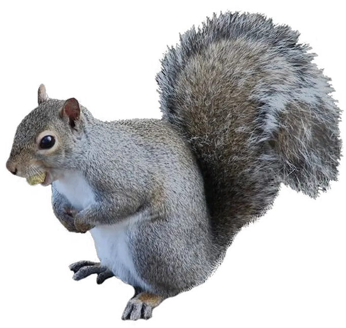 Squirrel Png High Grey Squirrel Transparent Background Squirrel Transparent Background