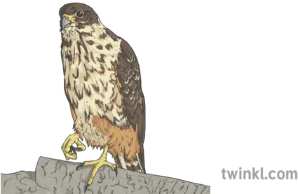 Australian Hawk Illustration Twinkl Hawk Png Hawk Png