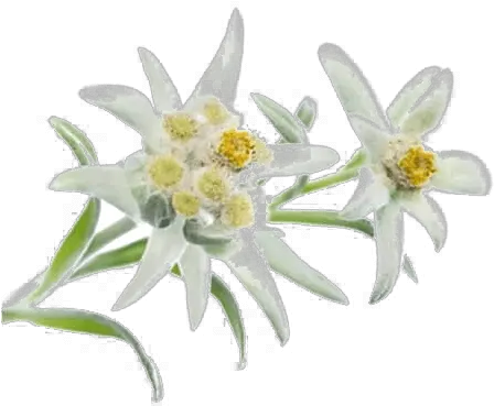 Very Leafy Edelweiss Photo Png Transparent Background Free Edelweiss Png Leafy Icon