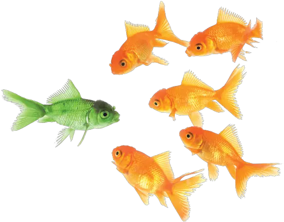 Goldfish Png 50 Png 5890 Free Png Images Starpng Traditional Vs Nontraditional Goldfish Transparent Background