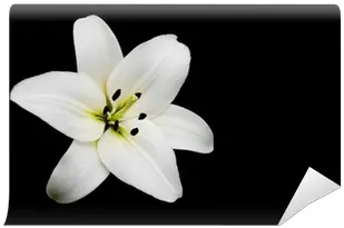 White Lily Wall Mural U2022 Pixers We Live To Change Lily Png White Lily Png