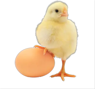 Download Baby Chicken Png Transparent Image For Designing Chicken And Egg Chicken Png