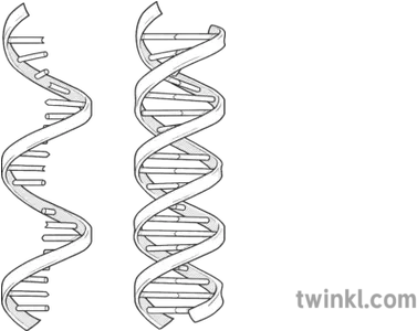 Rna Dna Helix Science Diagram Beyond Black And White Rgb Horizontal Png Dna Helix Png