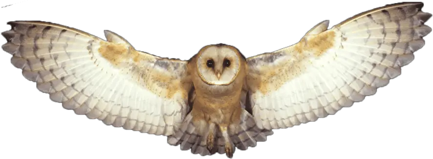 Png Owl Barn Owl Png Owl Transparent Background